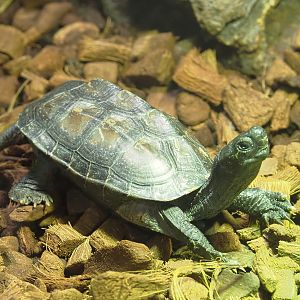Chinese three-keeled pond turtle (Mauremys reevesii), 2022-09-14
