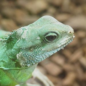 Chinese water dragon (Physignathus cocincinus), 2022-09-14