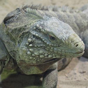 Cuban iguana (Cyclura nubila nubila), 2022-09-14