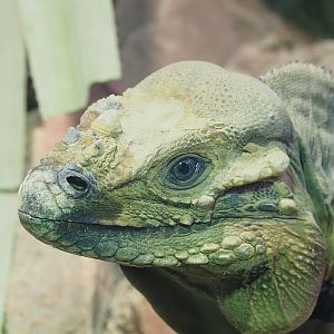 Hispaniolan rhinoceros iguana (Cyclura cornuta cornuta), 2022-09-14
