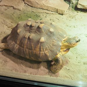 Radiated tortoise (Astrochelys radiata), 2022-09-14