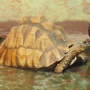 Ploughshare tortoise (Astrochelys yniphora), 2022-09-14