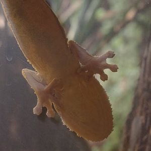 Leaf-tailed gecko (Uroplatus species) on window, 2022-09-14
