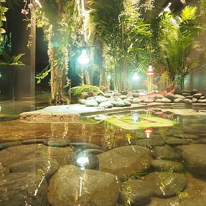 New spectacled caiman exhibit next to the new Thai Gourmet restaurant in the Mersus Emergo, 2022-09-14