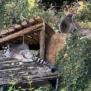 Ring-tailed Lemur (Lemur catta)