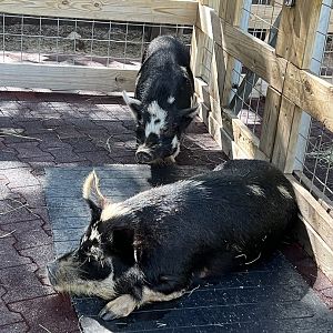 Domestic Pig (Sus scrofa domesticus)