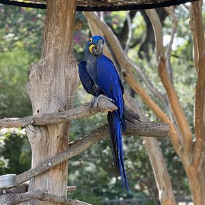 Hyacinth Macaw (Anodorhynchus hyacinthinus)