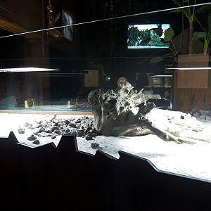 New Central bearded dragon terrarium next the new Thai Gourmet restaurant in the Mersus Emergo, 2022-09-14