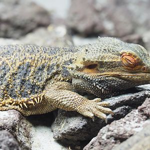 Central bearded dragon (Pogona vitticeps), 2022-09-14