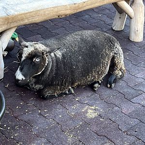 Domestic orientalis Sheep (Ovis aries)