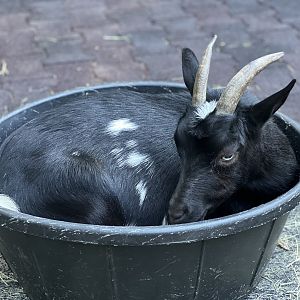 Domesticated Goat (Capra hircus)