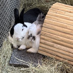 Domestic Rabbit (Oryctolagus cuniculus domesticus)