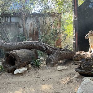 Swift Fox Enclosure (Vulpes velox)