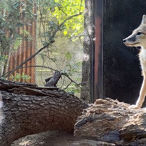 Swift Fox (Vulpes velox)