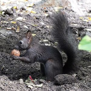 European red squirrel
