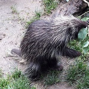 North American porcupine
