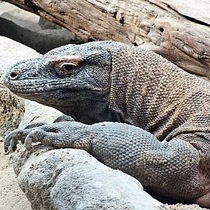 Komodo dragon