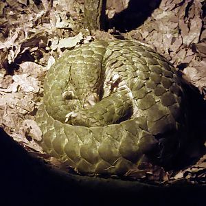Chinese pangolin
