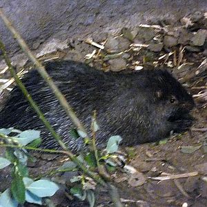Palawan porcupine