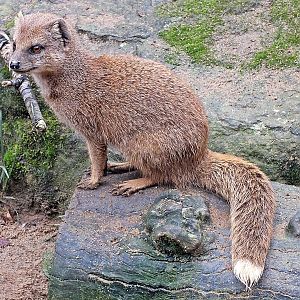 Yellow mongoose