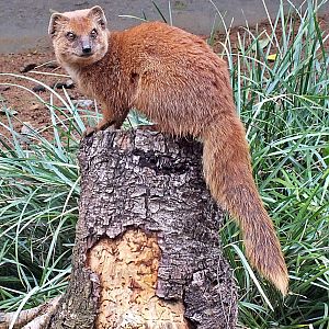 Yellow mongoose