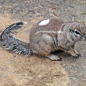 Cape ground squirrel