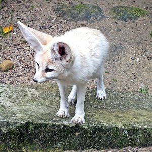 Fennec