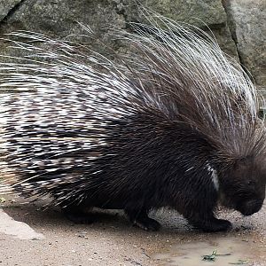 Cape porcupine