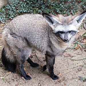 Bat-eared fox
