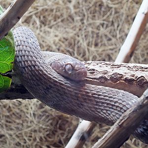 East African egg-eating snake
