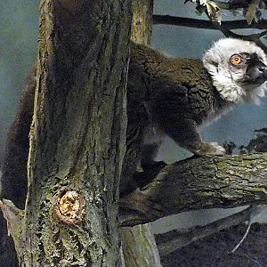 Male white-headed lemur