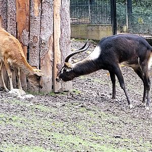 Female and male Nile lechwe