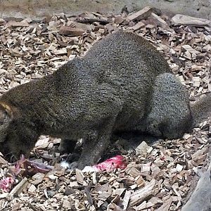 Brown phase jaguarundi