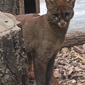 Red phase jaguarundi