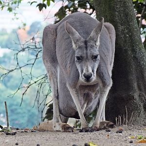 Female red kangaroo with joey in pouch