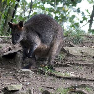 Swamp wallaby