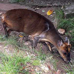 Male Reeves' muntjac
