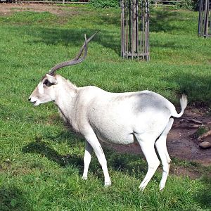 Addax