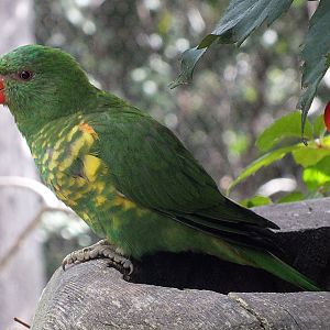 Scaly-breasted lorikeet