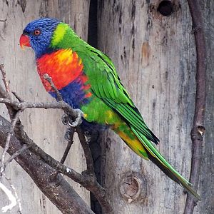 Rainbow lorikeet