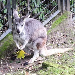 Female eastern wallaroo