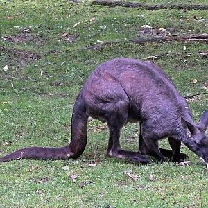 Male eastern wallaroo