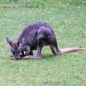 Eastern wallaroo joey