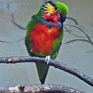 Male Edwards' fig parrot