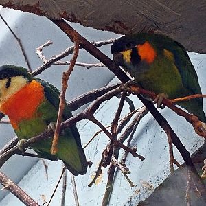 Female and male orange-breasted fig parrots