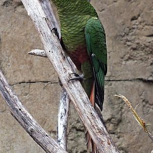 Austral parakeet