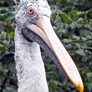 Spot-billed pelican
