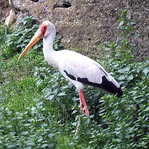 Yellow-billed stork