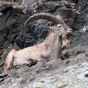 Male West Caucasian tur