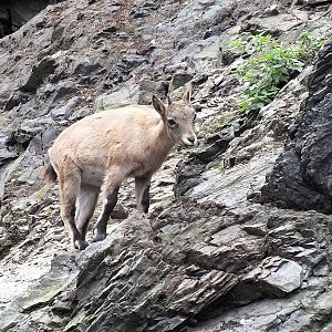 West Caucasian tur kid